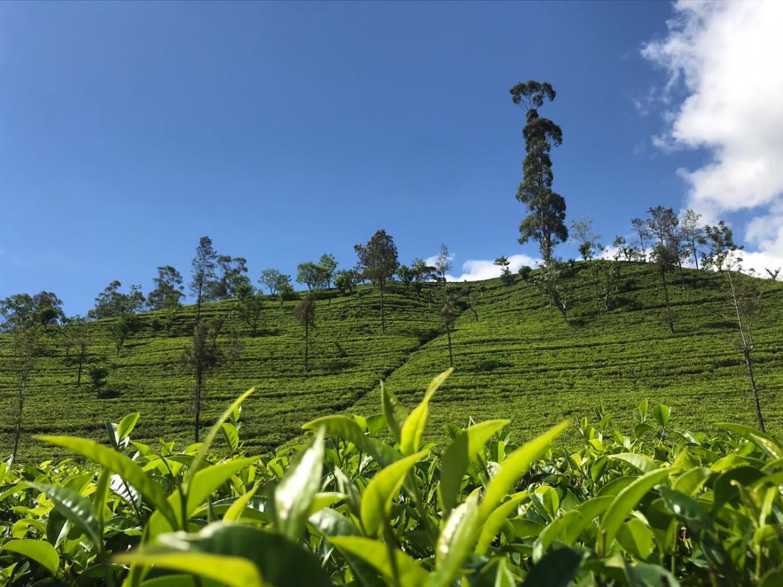 Archu Agam Kotagala