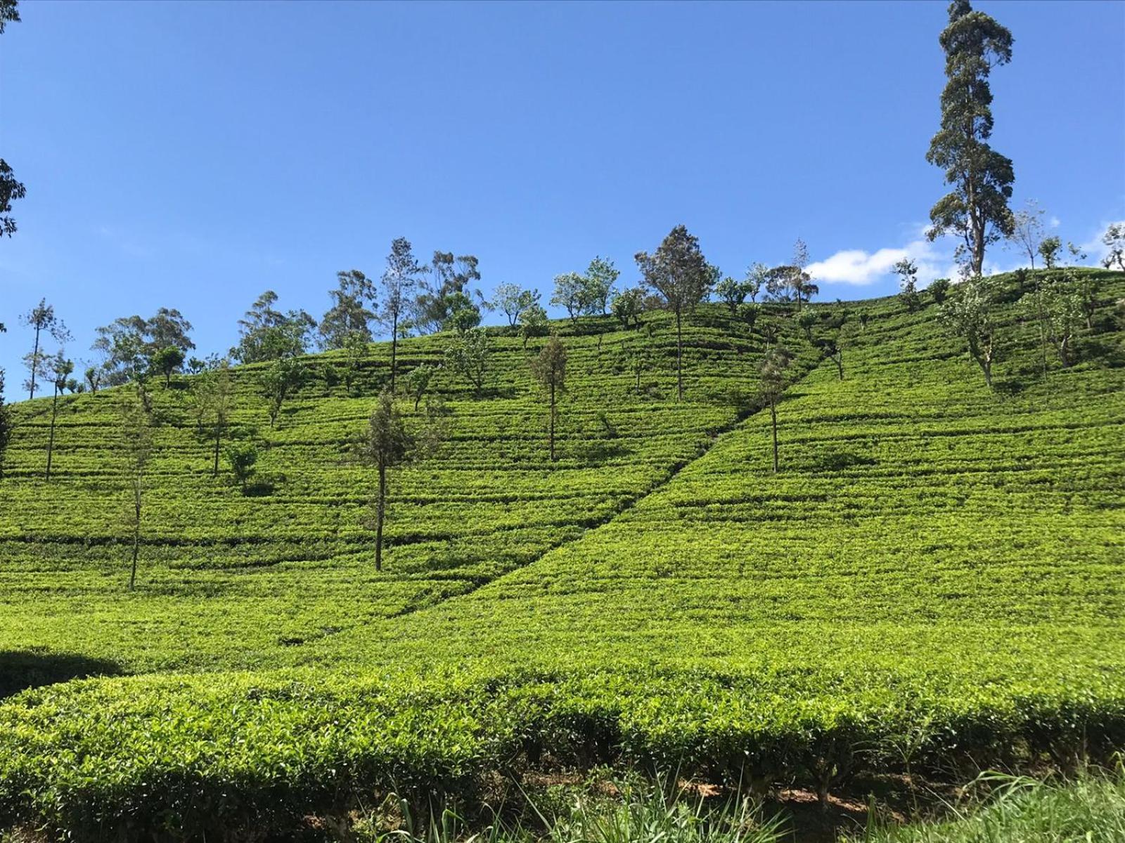 Archu Agam * Kotagala
